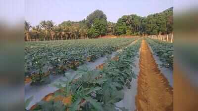 Health setback leads Shiroda farmer to full-time farming, yearly income rises to Rs 5 Lakh