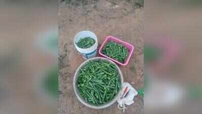 Health setback leads Shiroda farmer to full-time farming, yearly income rises to Rs 5 Lakh