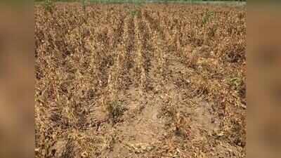 Maha directs seed firms to compensate soybean farmers for verified losses