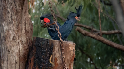 In Australia's Cape York, conservationists installed 29 artificial tree hollows to help endangered palm cockatoos breed; a pair occupied one within a month, and the project recorded its first fledged chick