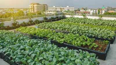 Uttar Pradesh rooftop gardening scheme explained