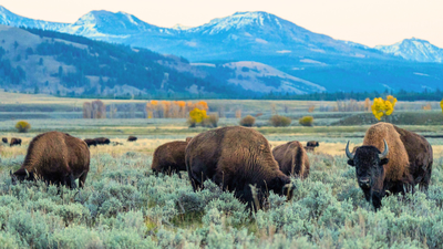 An energy company is giving Yellowstone National Park a record $105 million gift; the money will fund conservation, student trips and a new visitor centre