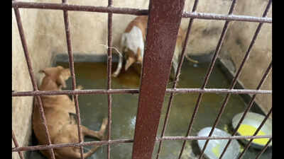 Animal activists raise concerns over upkeep of Pollachi ABC centre
