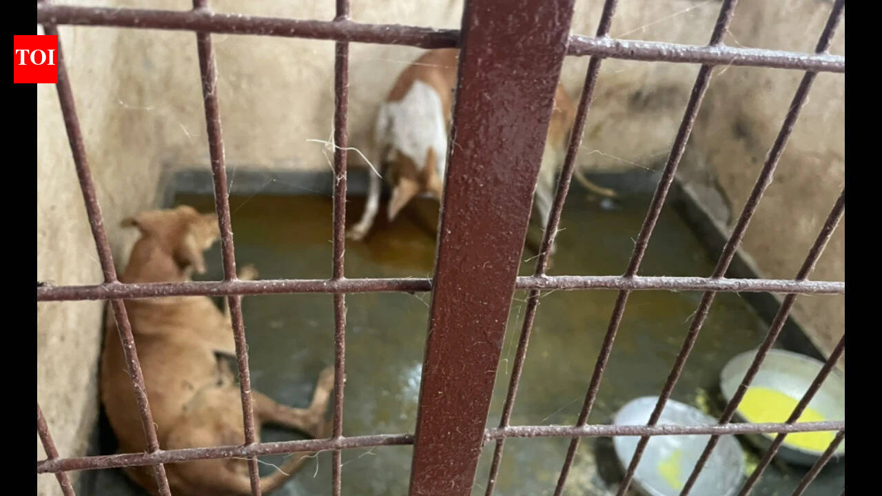 Animal activists raise concerns over upkeep of Pollachi ABC centre ...