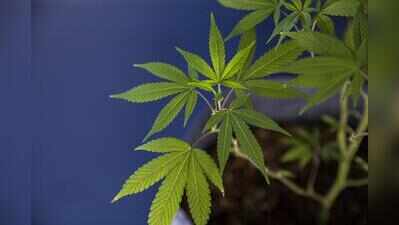 Junagadh man gets 8 years for growing cannabis at home