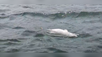 Dead dolphin calf spotted off Sinquerim