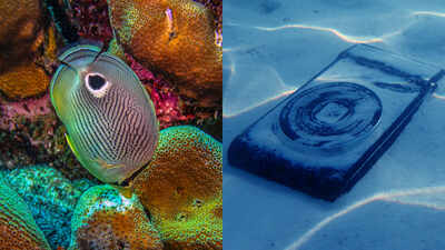 In a Hawaii coral experiment published in October 2026, scientists put an underwater speaker beside 3D-printed structures and bacteria-coated concrete blocks; coral larvae settled on coated blocks but not bare controls