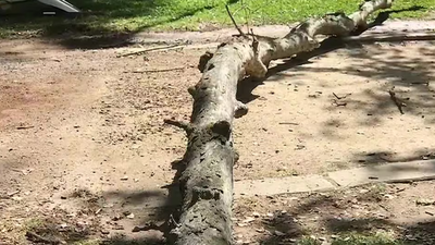 In 2020, a 30-foot dead tree limb fell on a 28-year-old physics student jogging in a Sacramento park; six years later, a jury awarded him $33.3 million after finding the city responsible