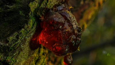 Woman used a reddish stone as doorstop for years; after her death, it was found to be a 70-million-year-old treasure hidden in plain sight that even thieves missed