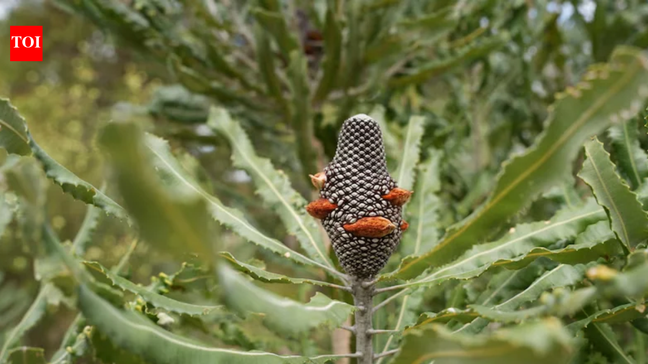 Roe 8 Corridor Rehabilitation: 200,000 plants and 97 species return; ecosystem only 30% restored