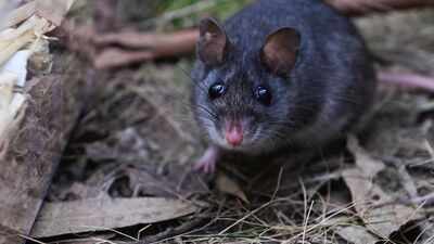 Australia releases nearly 50 critically endangered smoky mice into a predator-free forest where the species had not been seen since the 1990s