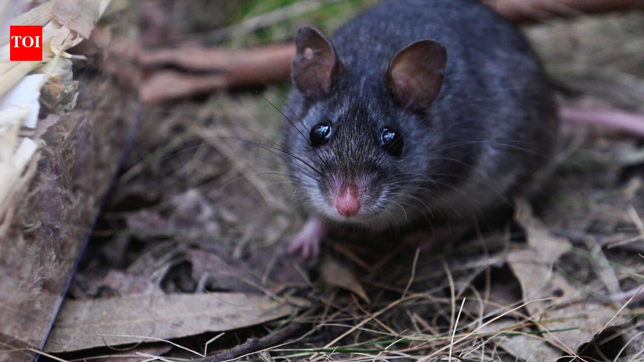 Australia releases nearly 50 critically endangered smoky mice into a ...
