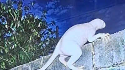Caught on camera: 'Mysterious creature' seen near US border triggers alien theories