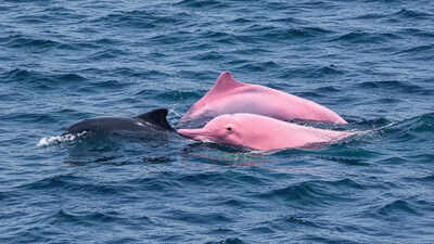 Is that a PINK dolphin? Beachgoers stunned by unreal sight off the coast!