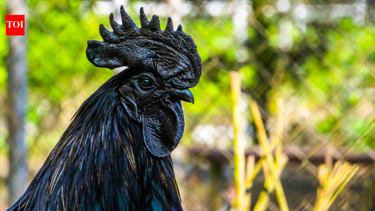Black Meat, Black Bones: Why Kadaknath Chicken Is Madhya Pradesh’s ...
