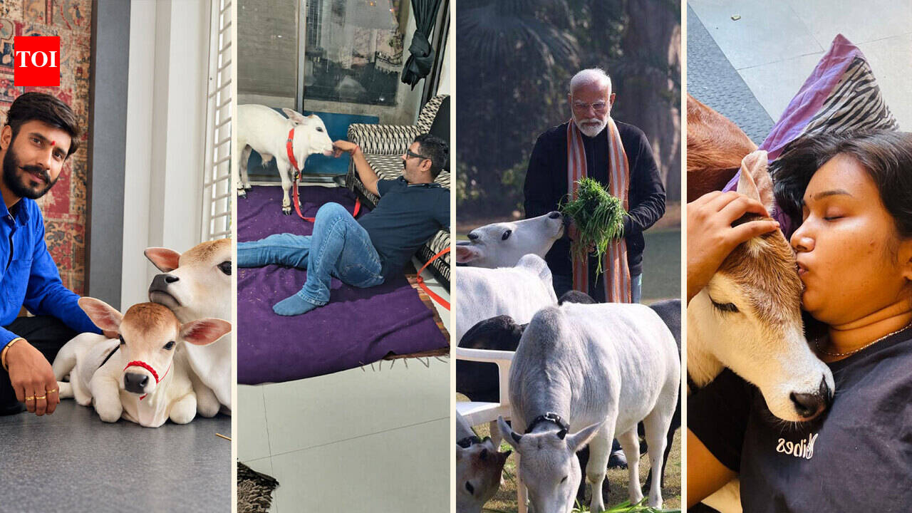 A cow in the living room or in your bed? Miniature-cattle pets trend ...