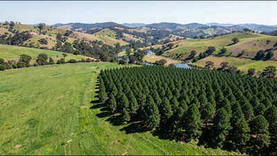 New Zealand study suggests pine planting reduced annual streamflow by nearly 30% in one Waikato catchment and 4.7% in another
