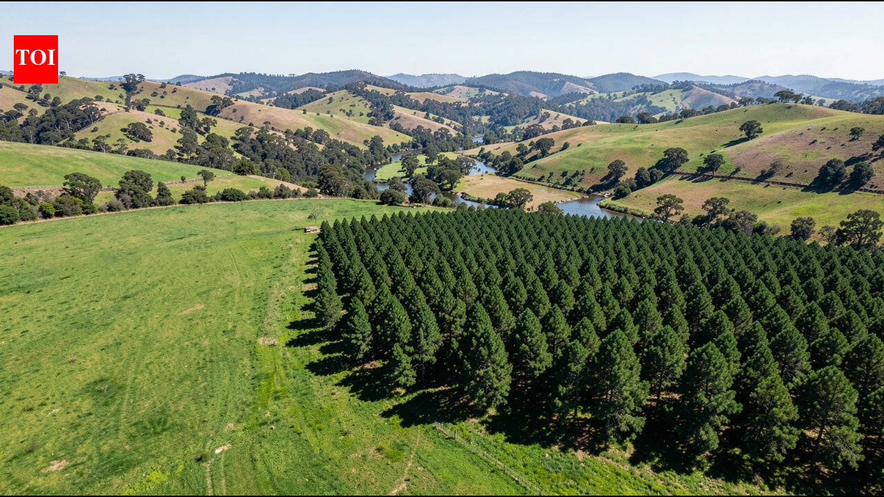 New Zealand pine planting cuts streamflow by up to 30% in Waikato catchment