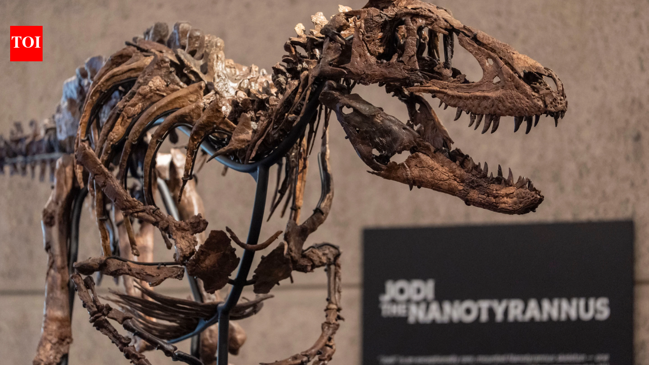 Rare Nanotyrannus skeleton found in 2019 heads to auction for $9 million