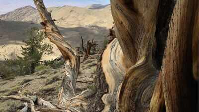 This ancient forest has trees that have survived for thousands of years; where visitors can walk among some of Earth's oldest living organisms and what makes these ecosystems so resilient