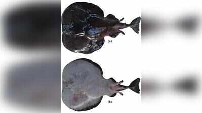 Researchers from Chennai discover two new species of marine fish: A sandperch and an electric ray