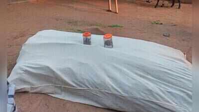 Cannabis plants worth ₹25.26L seized in Aravali