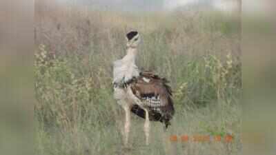 First male Great Indian Bustard in 8 years lifts Gujarat’s conservation hopes