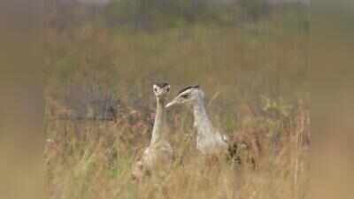 First male Great Indian Bustard in 8 years lifts Gujarat’s conservation hopes