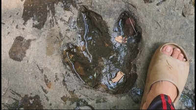 Tourist's casual Facebook post leads to discovery of 120-million-year-old dinosaur footprints in Thailand