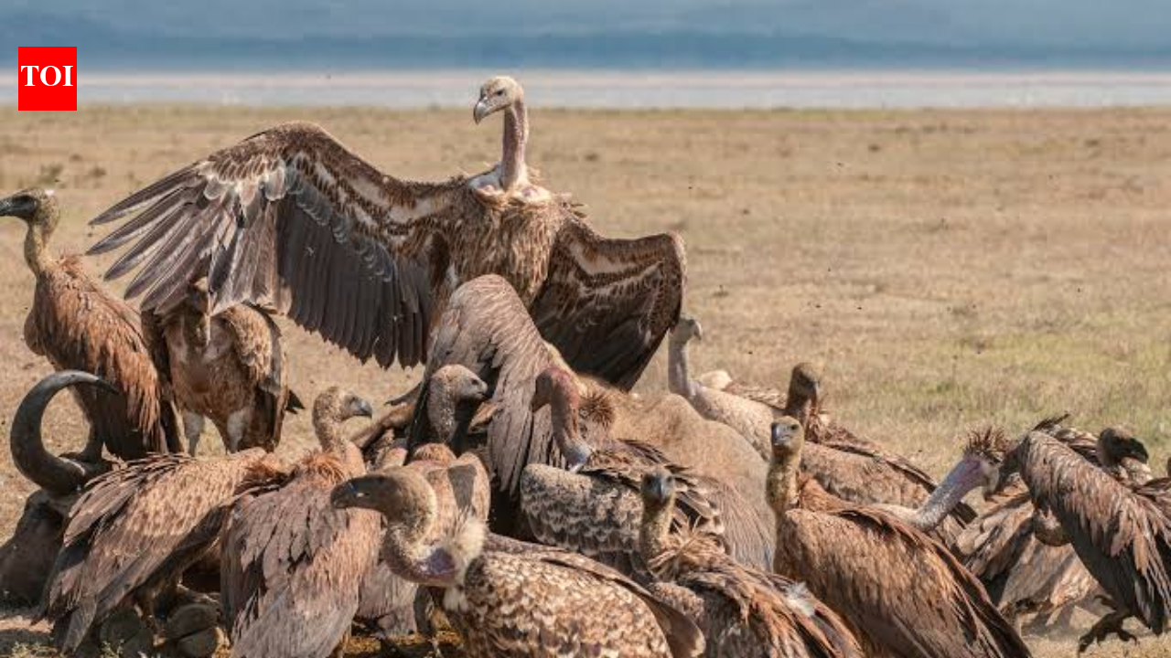 A North Carolina couple is being sued for feeding 'vulture swarms' that are destroying their neighbors' homes.