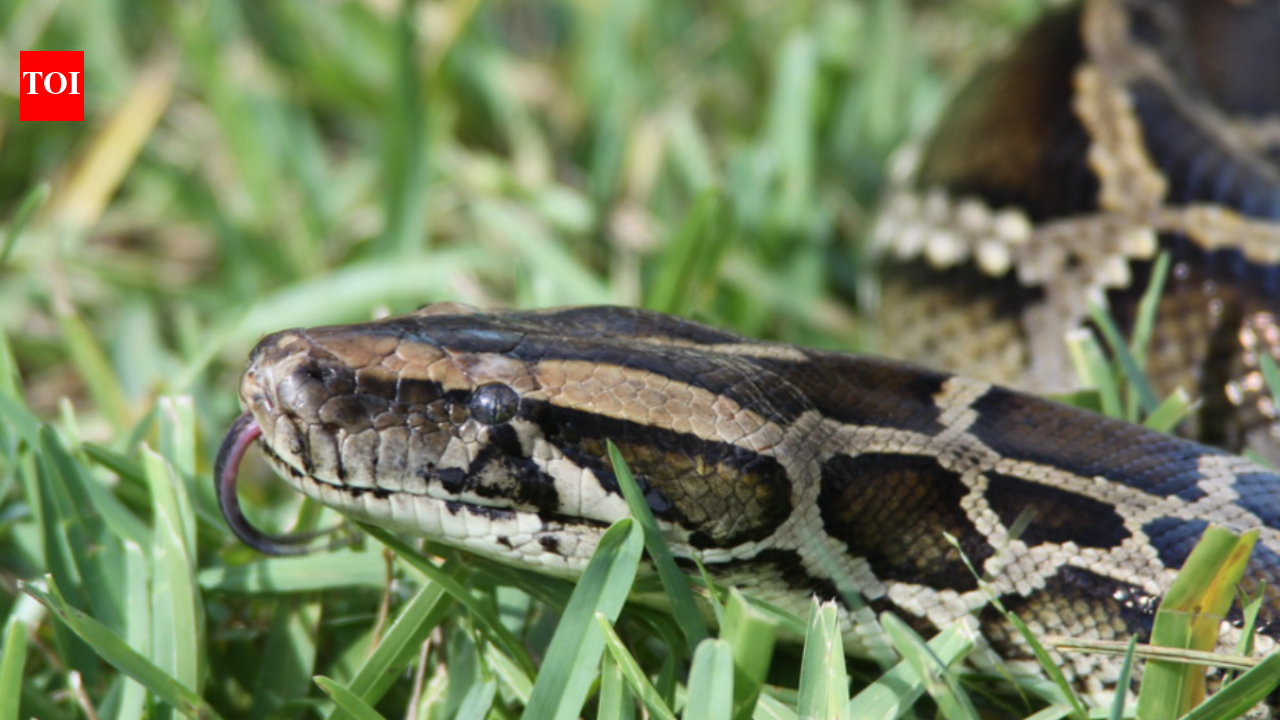 The 'nightmare' is spreading: Burmese pythons have officially moved beyond the Everglades into your neighborhood.