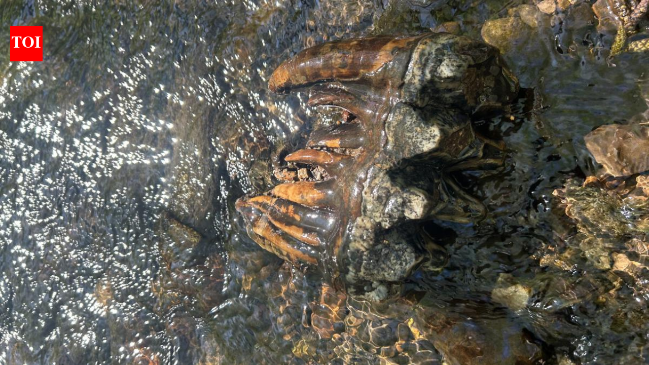 A simple creek walk turned into a 'time machine' after a geologist found a 10,000-year-old mastodon tooth.