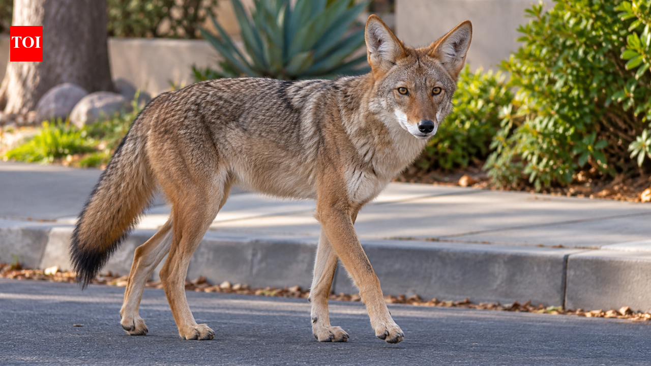 After months of coyote complaints, LA toddler bitten; DNA confirms attack