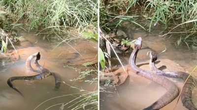 Two cottonmouth snakes were filmed entwined in Alabama water; online ...