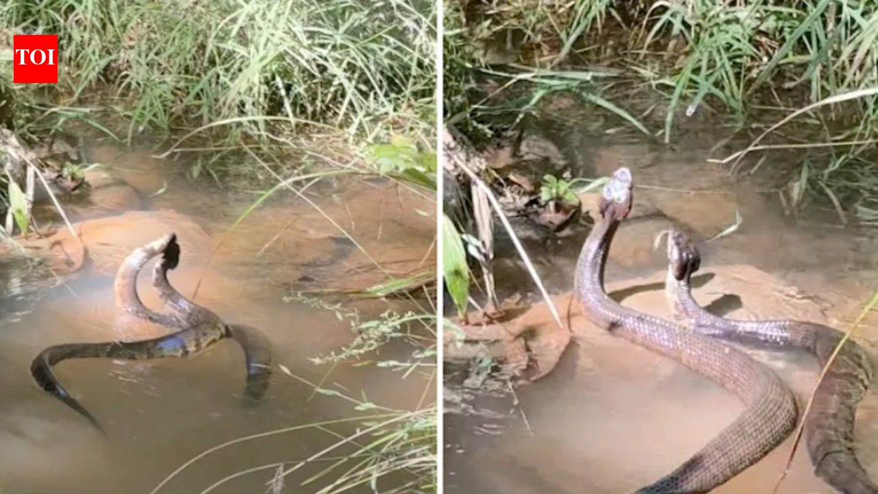 Two cottonmouth snakes were filmed entwined in Alabama water; online commenters said the venomous pair were male rivals fighting, not mating