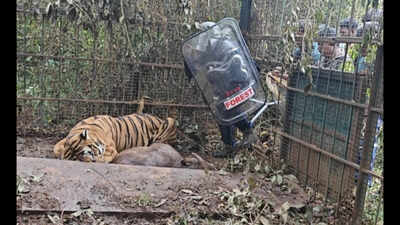 Another tiger captured near Gudalur in the Nilgiris