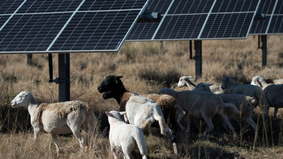 A Texas sheep farmer was considering selling his 27 animals when a solar project opened nearby; a paid grazing deal helped him expand to overseeing 10,000 sheep across 40,000 acres