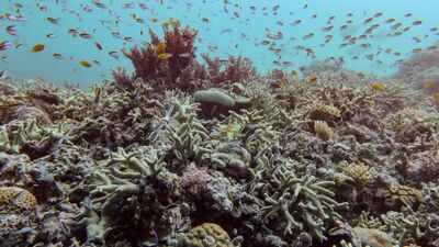 Marine life on the brink? 96% of coral reefs could face collapse by 2075