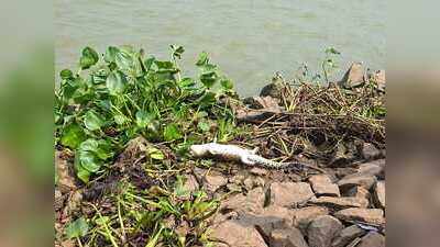 Carcass of a saltwater crocodile found in Bhitarkanika