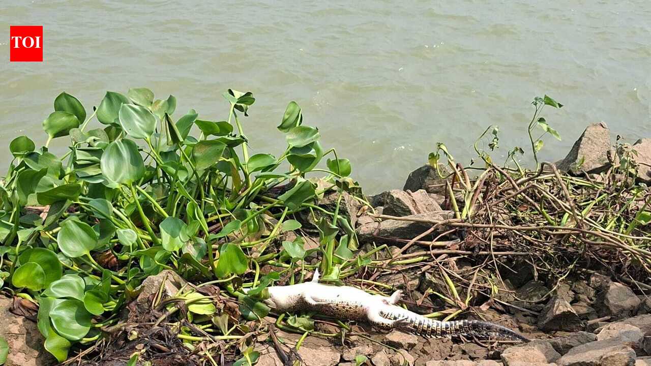 Carcass of a saltwater crocodile found in Bhitarkanika