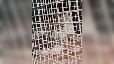 Two leopards trapped in cages set up by forest department in Erode