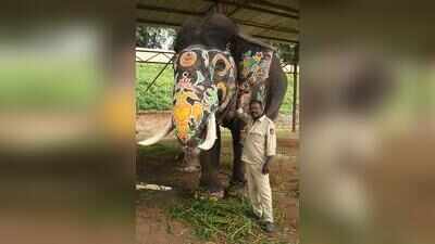 Dasara jumbos return to forest camps in good health