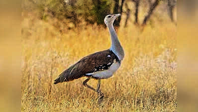 Two limestone mining projects close to Raj’s Great Indian Bustard ‘priority area’ get clearance