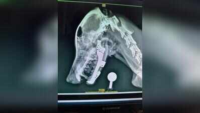 Custom 3D-printed titanium implant by Mumbai vets gives new lease of life to stray dog with smashed lower jaw