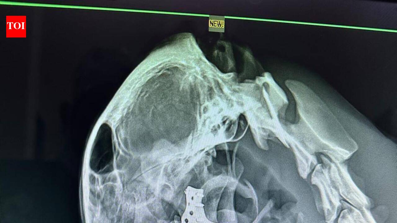 Custom 3D-printed titanium implant by Mumbai vets gives new lease of life to stray dog with smashed lower jaw