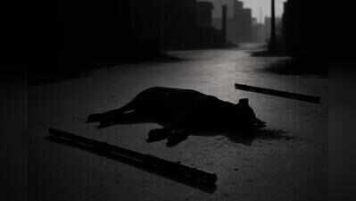 Brutal murder: Police search for five unidentified men who beat stray dog to death in broad daylight in Kondhwe Dhawade
