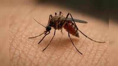 Pune corporators slam civic body over failure to curb dengue after Lohegaon girl’s death