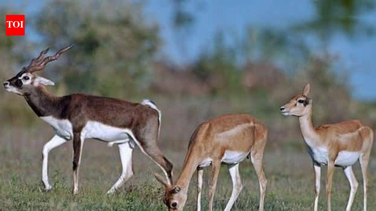 Amid conservation push, number of blackbucks in Prayagraj sanctuary rises to 604
