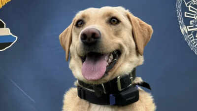 A three-year-old police Labrador whose arrival and training were funded by a $25,000 donation found a missing 70-year-old hiker in Hawaii Volcanoes National Park; it was her second successful rescue in just two months