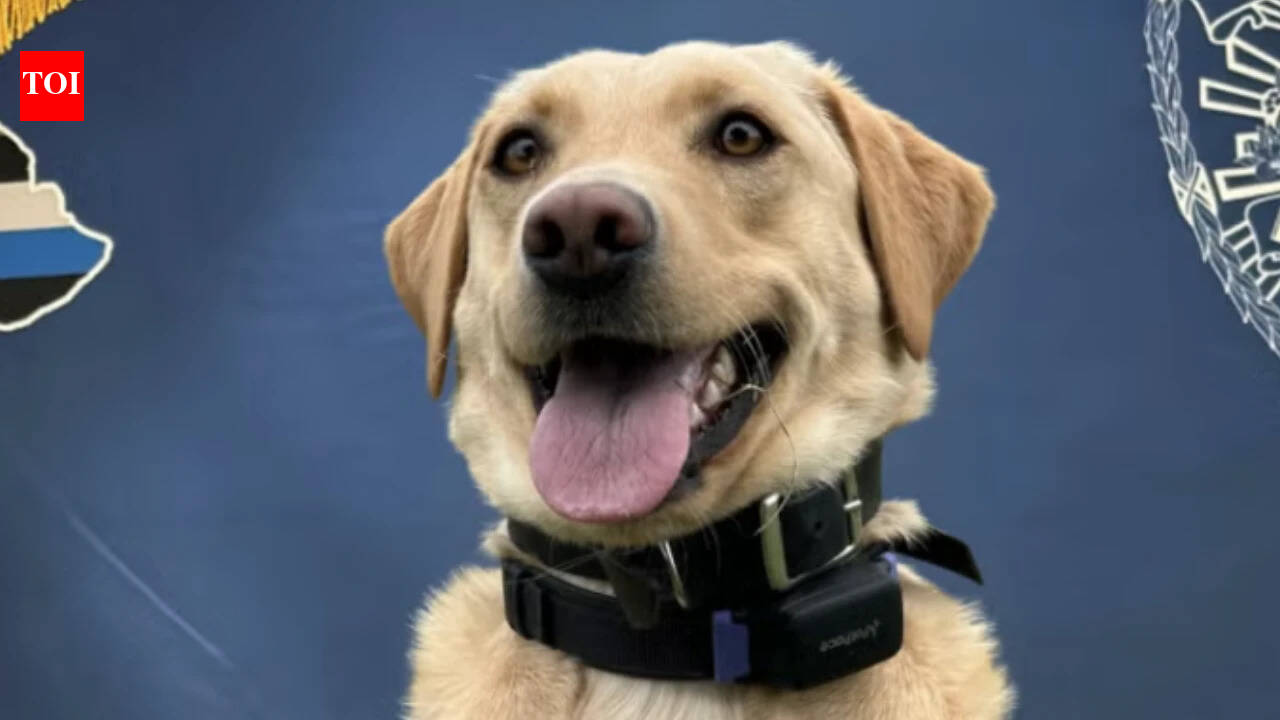 Police Labrador rescues missing 70-year-old hiker in Hawaii; he now wants to adopt her